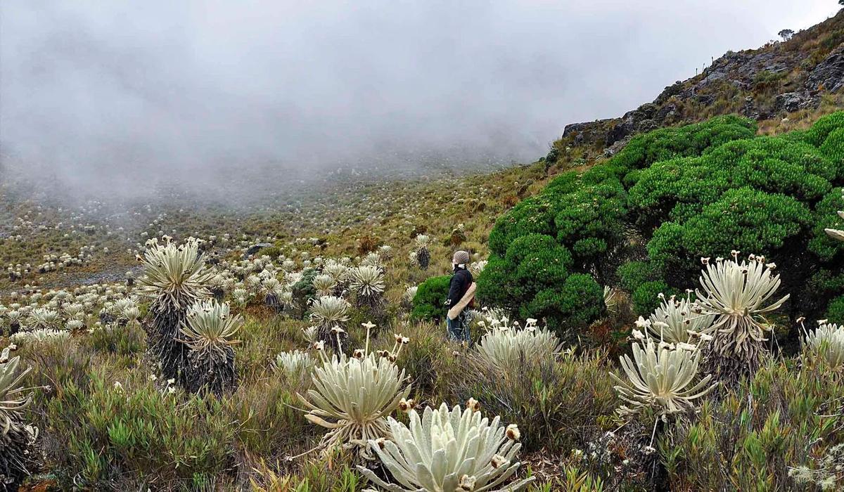 Paisaje del páramo de Santurbán en la provincia de Soto Norte